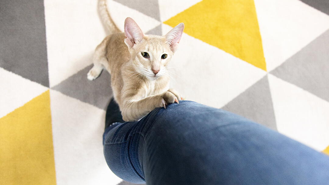 How Do You Punish A Cat For Scratching You